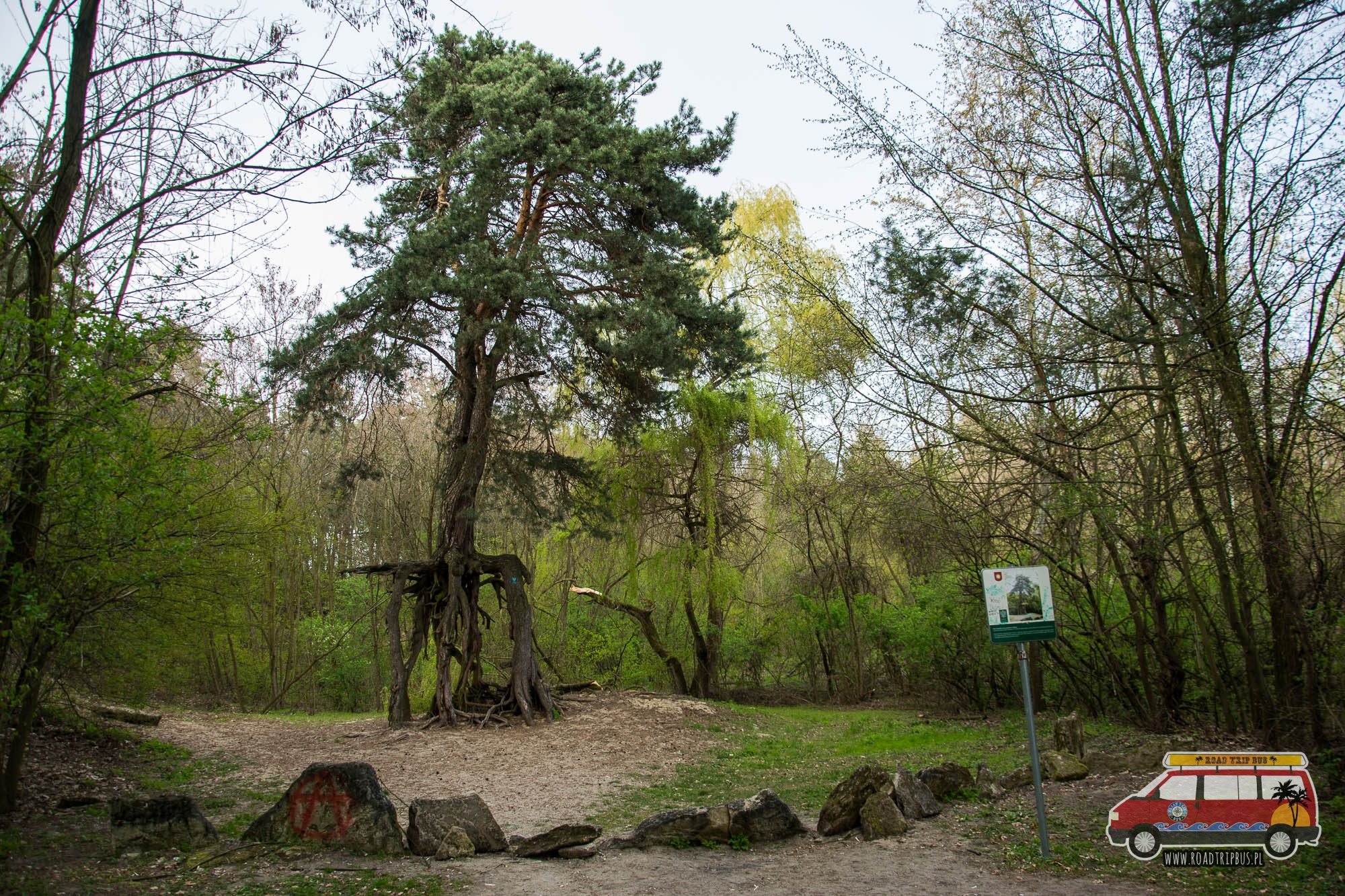 sosna na szczudłach wełecz